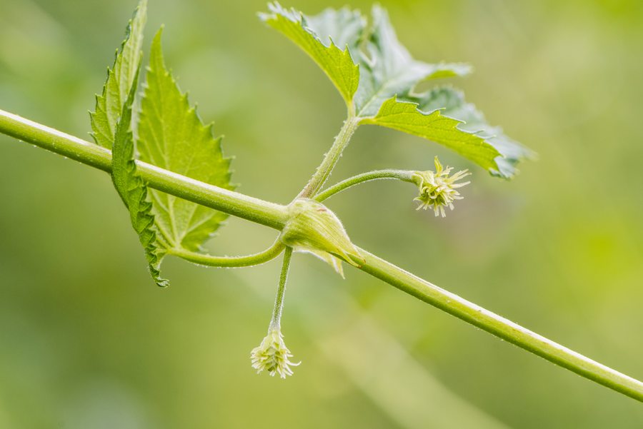 Close-up of a young plant shoot with serrated leaves and budding flowers.