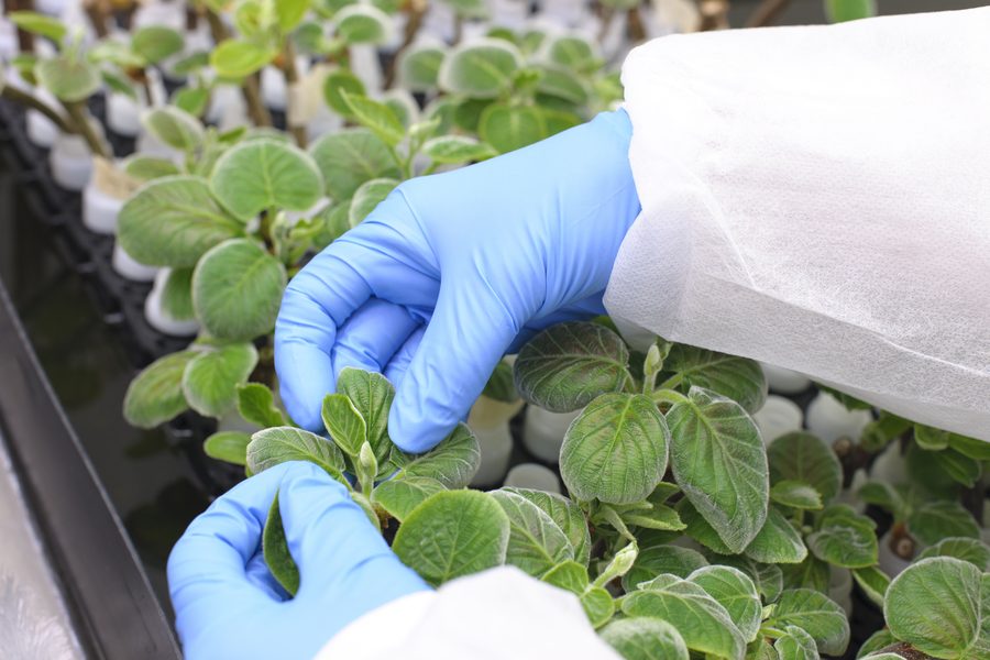A gloved researcher examines rows of small potted plant seedlings in a nursery trial.