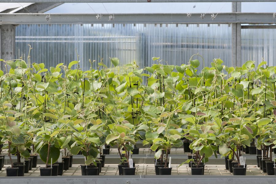 Rows of potted kiwifruit vine seedlings growing in a glasshouse.