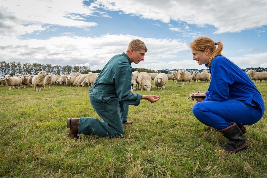 Two agriculture graduates in overalls crouched talking in a paddock beside a flock of sheep.